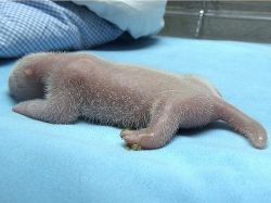 Oso panda gigante nacido en el Zoo de Madrid es un macho