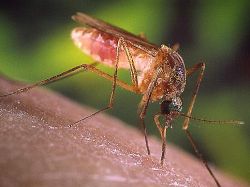 Repelente que hace invisible a los humanos de los mosquitos