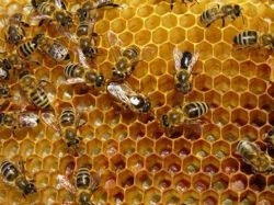 Colapso de abejas de la miel preocupa a científicos