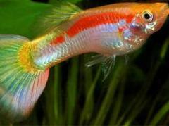 Un pez de pecera puede ayudar a resolver el dengue