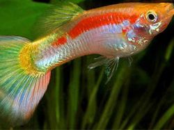 Un pez de pecera puede ayudar a resolver el dengue