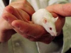 Ig Nobel: ópera para ratones y cebollas que no hacen llorar