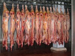 Carne: buena proyección sobre exportaciones