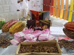 Cacao es amazónico y ya se consumía hace 5.500 años