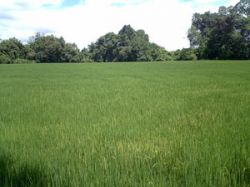 Las bajas temperaturas beneficiaron las plantaciones