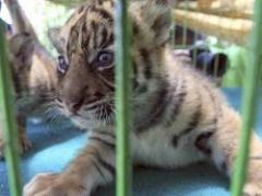 El tigre comparte un 95,6 % de su genoma con el gato