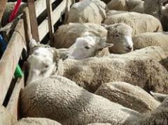 El temporal de  lluvia y viento de los últimos días dejó consecuencias disímiles para los diversos rubros del agro