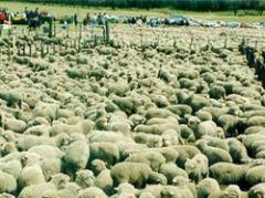 Balance: más de 50.000 ovinos murieron por temporal