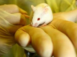 Frenan tumor cerebral de ratón con tecnología molecular