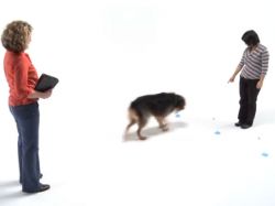 Un test revela la inteligencia de tu perro