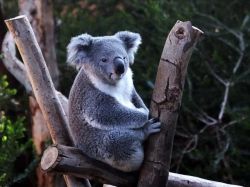 Koalas se bajan de los árboles ante el cambio climático