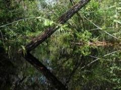 Sistema de información ambiental en Amazonas