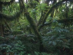 Expedición descubre 60 nuevas especies en Surinam