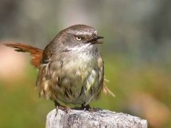 Unas aves calculan el peligro para alertar a sus crías