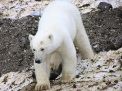 El abominable hombre de las nieves resultó ser un oso polar El abominable hombre de las nieves resultó ser un oso polar