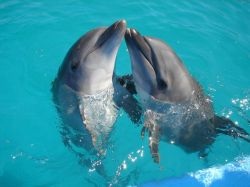 Denuncian matanza de delfines para pescar tiburones en Perú