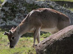 "Paciencia y pasión" para documentar la fauna uruguaya