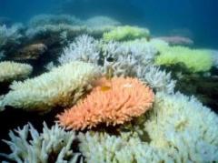 Corales: sustancia química para protegerse contra el calor