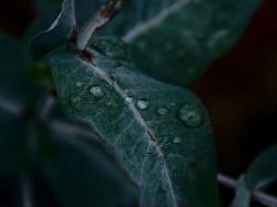 Los eucaliptos que muestran dónde está oculto el oro