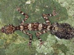 Australia: descubren tres nuevas especies de animales