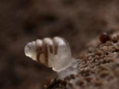 Descubren caracol transparente en cuevas de Croacia