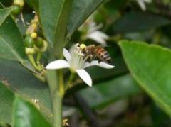 Las abejas que fueron extinguidas junto con los dinosaurios