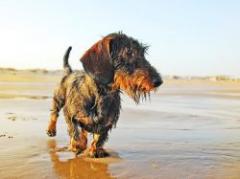 Qué quiere decir un perro cuando mueve la cola