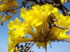 Ipé amarillo, eficaz contra mordedura de serpientes