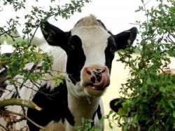 Nueva técnica: animales podrán cambiar de sexo en Argentina