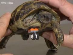 Tortuga vuelve a caminar gracias a una pieza de Lego