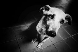 Cada vez más perros consumen marihuana en EEUU