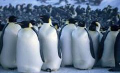 Pingüinos: ancestro común vivió hace 20 millones de años