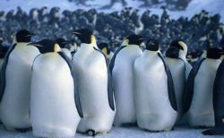 Pingüinos: ancestro común vivió hace 20 millones de años
