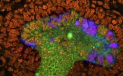 Científicos crean minirriñones con células madre