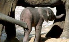 África puede perder 20% de sus elefantes por caza furtiva