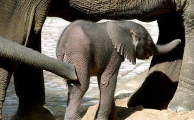 África puede perder 20% de sus elefantes por caza furtiva