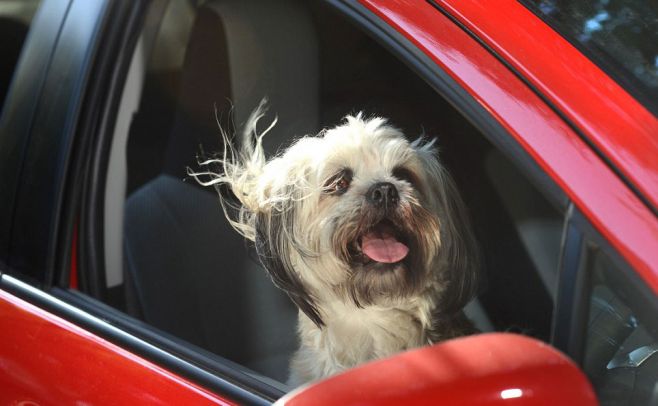 Lanzan hilarante calendario con fotos de perros en autos