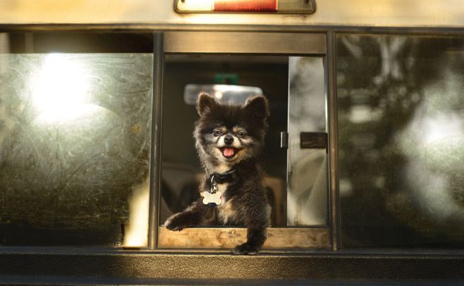 Lanzan hilarante calendario con fotos de perros en autos