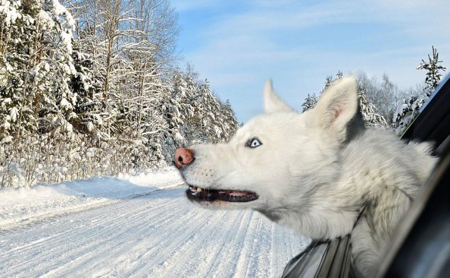 Lanzan hilarante calendario con fotos de perros en autos