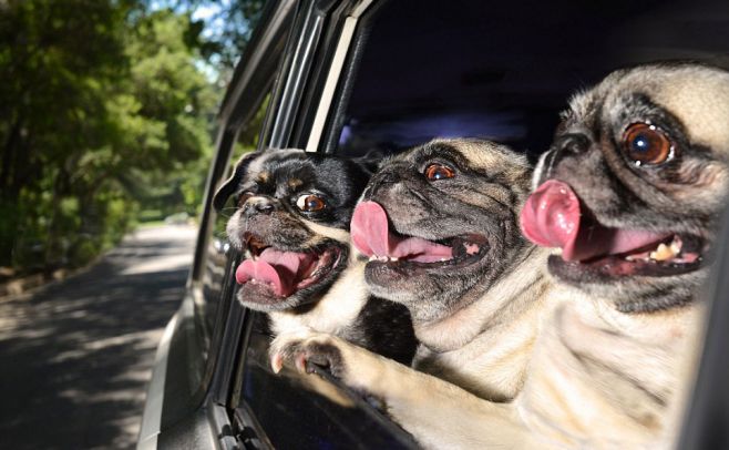 Lanzan hilarante calendario con fotos de perros en autos