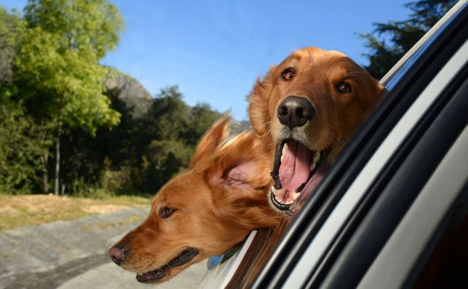 Lanzan hilarante calendario con fotos de perros en autos