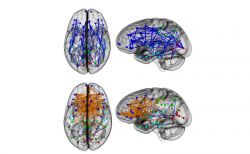 Conectividad cerebral revela diferencias entre hombres y mujeres