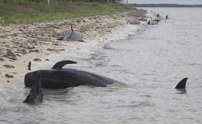 Ya son 10 las ballenas muertas y otras 40 siguen varadas