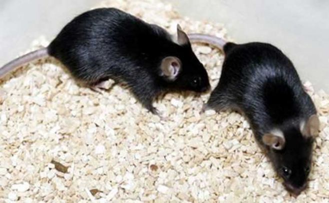 Roedor patagónico bautizado en homenaje a Kirchner