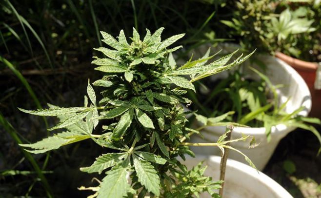 ONU indica a Uruguay que ley viola los tratados internacionales ONU indica a Uruguay que ley viola los tratados internacionales