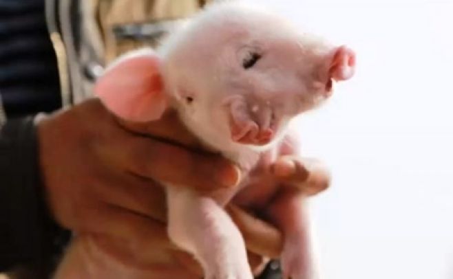 Un cerdito nace con dos cabezas y tres ojos