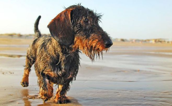 Nuevo dispositivo podría adivinar qué piensan los perros