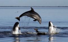 Delfines se "drogan" con toxina de peces globo