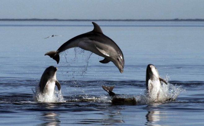 Delfines se "drogan" con toxina de peces globo Delfines se "drogan" con toxina de peces globo