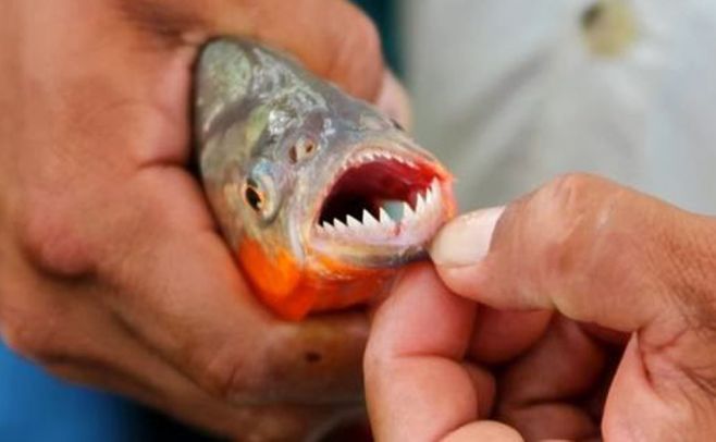 Preocupa la presencia de palometas en el río Uruguay